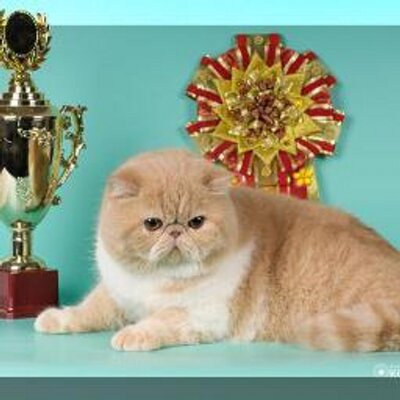 exotic shorthair hoobly