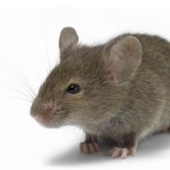 Rodent, Secret Agent, occasional news watcher, living with 4 roommates but is pretty shy.