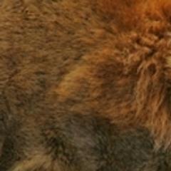 BelajarSemuaHal Profile Picture