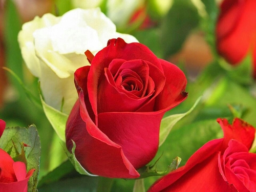 ‏‏‏‏‏سأكون يوماً حيثما أريد - بإذن الله - هذه ثقتي بربي🌸🍃 بكالريوس علوم حاسبات ..
مصممة جرافيكس 🎨 ..