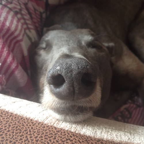 Dining on pig’s ears in heaven. My racing name was Dunham Ace & my dad was the famous Droopys Kewell. 15/11/07-18/09/20 🌈