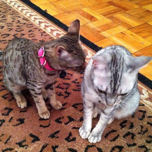 Cats_Stripes's profile picture. We're a #SuperFesh girl band from Brooklyn. We like stripes, & we like cats. What could be better? Pff. Not a thing. Come say, Hello. ;)