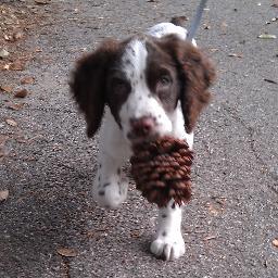 wyajax's profile picture. While You're Away - Jacksonville FL's Most Trusted Pet Care Professionals | #petsitter #petsitting  #jacksonville #dogwalking #pets #jaguars #duval #904 #jax