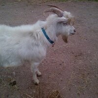 Philip Howley (@pghwirral) 's Twitter Profile Photo