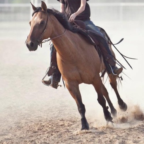 I'm a country girl. I want my horse fast, my truck big, and my dog riding shotgun.