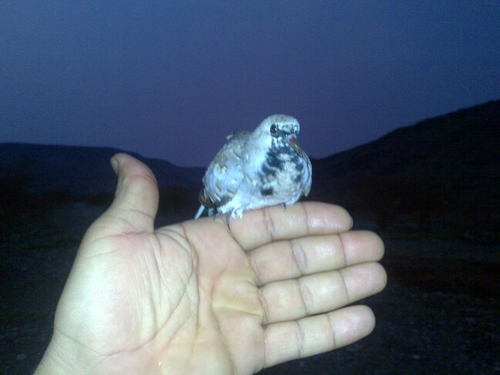 abdullah7766554's profile picture. الخط يبقى زمانآ بعد كاتبه ♡وصاحب الخط تحت اﻷرضي مدفون