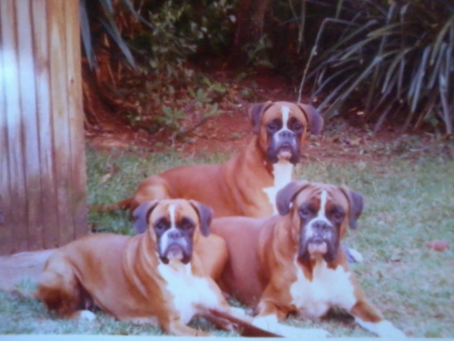 Passionate about dogs. Boxer Enthusiast & Specialist Judge! Books, Chocolate and Coffee are pure delights. Travel too.
