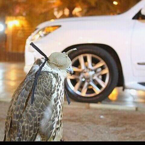 '̵‏​​​سبحان الله