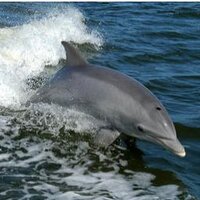NHM Whale & Dolphin Strandings (@nhm_strandings) 's Twitter Profile