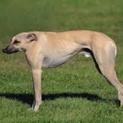 *Original* Neckless Animals account! We love neckless animals as much as you do Contact: noneckanimals@gmail.com