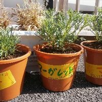 相模女子大復興支援学生ボランティア委員会 (@swu_volunteer) 's Twitter Profile