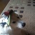 The bash (@adognamedbash) Twitter profile photo