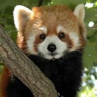 とまそて (@tomasote555) 's Twitter Profile