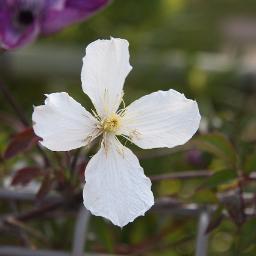 穏やかな暮らし/足るを知る/優しさ/内房総在住/ウォーキング/花と家庭菜園/東京湾奥短竿ヘチ釣り/スーパーカブ110 /放送大学