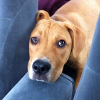 Jami Campbell (@catoctinjcam) 's Twitter Profile Photo