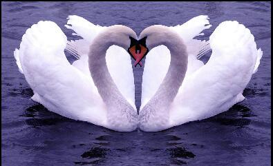 oldswanlpool's profile picture. Twitter is a wonderful place. Only starting out. Be kind to us. Plenty of retweets! Happy go lucky. Count your blessings. Followers welcome