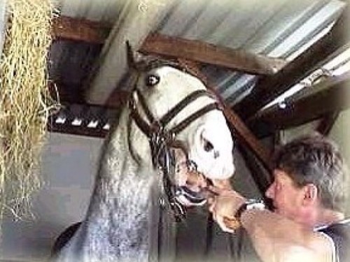 http://t.co/07mrWmSR8c Gebits verzorging voor paarden, pony's en ezels