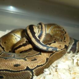 Regis/Ball Python Enthusiast