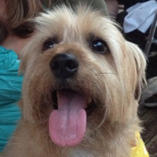 mydoggyatlas's profile picture. I'm an adorable Norfolk Terrier born in Prague, rescued by @crystalebert and tweeting with help from @jasonhparker.