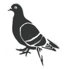 sweepstakes-loving pigeon