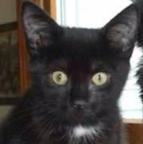 Roadie514's profile picture. 