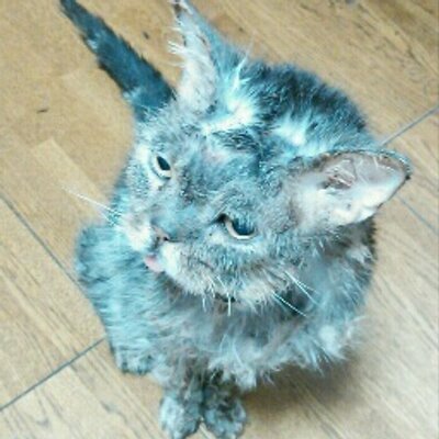 もっしゅ