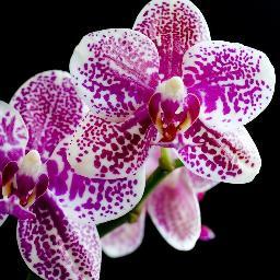 Lilyrose_H's profile picture. 