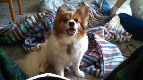 pomskyfan's profile picture. 