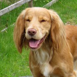 aka The Ginger Hornet. aka The Tongue. aka FergusNo....... I am a Working Cocker Spaniel