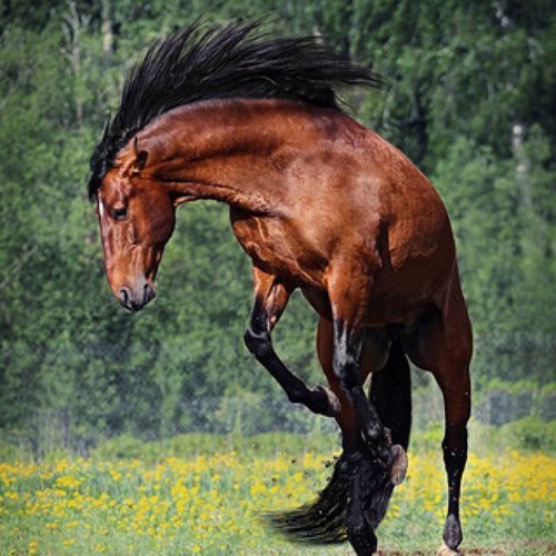 xoxolua's profile picture. 