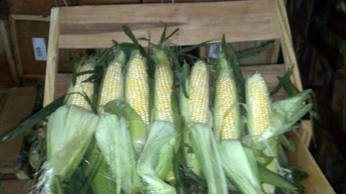 One of the Largest Sweet Corn shippers in the Southeast U.S. Growing only the best eating ,Non GMO varieties of sweet Corn, shipping to all areas.