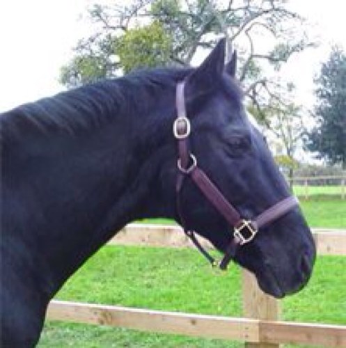 Breeders of quality sport / show horses . Stallions at Stud. Super supplements and stuff.  Owner training. Equine Behaviourist. I Don't Whisper!