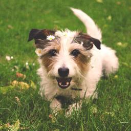 Jack Russel | 7 jaar | Je kunt me zien in de Inshared reclame van 2012! :)