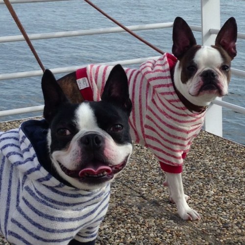 Keico On Twitter 今夜は水分たっぷりのあったか卵おじやです 犬の手作りごはんレシピ Nicocheblog 2012 4 10 夕ごはん 白身魚ときのこの卵おじや 犬の手作りごはんとおやつレシピ Nicoche Http T Co Uvuot1sk