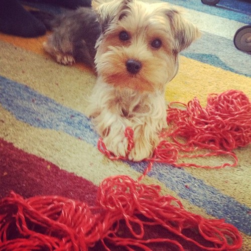 jubilee_le_pup's profile picture. Organizer of tofy (coming soon), foster dog sibling, and pup of kate_t_mcgee