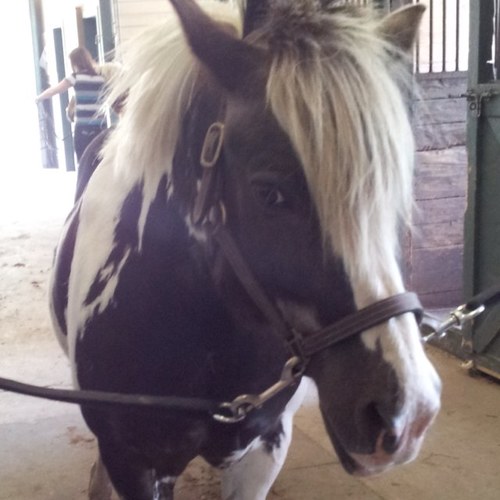i love ponies. #neigh