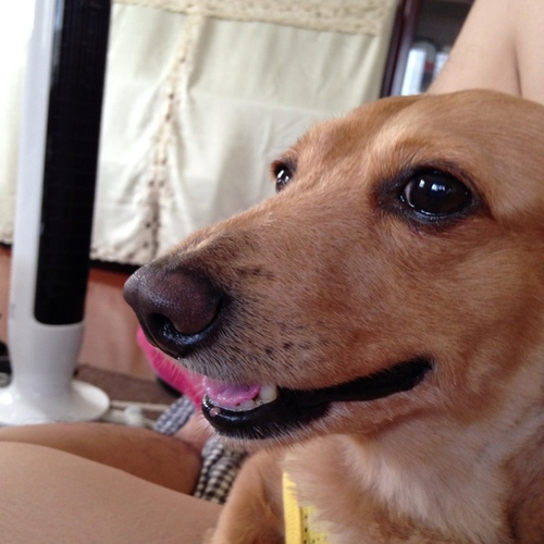 GORILLA079's profile picture. 