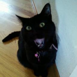 I'm a cat  with a Fitbit and an attitude!