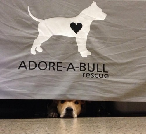 Adore-A-Bull Rescue is a non-profit bully breed rescue serving the Cincinnati tri-state area.  https://t.co/n5HqMQZDcj