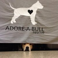 adoreabullrescue(@adoreabullresQ) 's Twitter Profile Photo