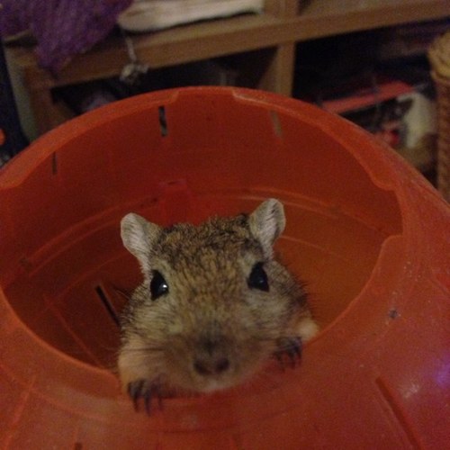 Titapeg's profile picture. 