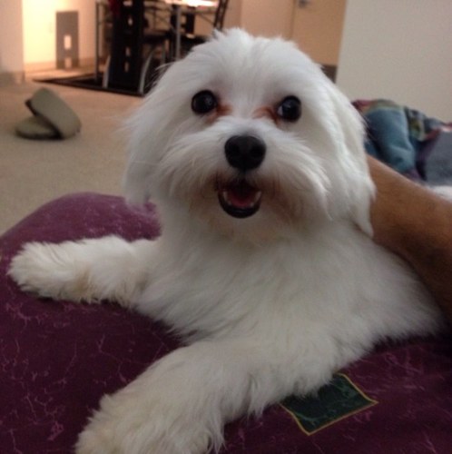 TheMalteseWonder™ - a dog that loves the internet and reads books.