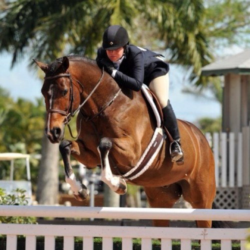 EquestriaProbs's profile picture. Horses for dayz