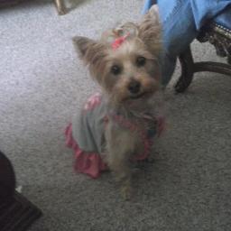 My name is SophieMarie and i was Born on 2/15/11 and now i'm  a 1 year old and i'm A full blooded Yorkieshire Terrier. and i love my toys&treats and take walks.