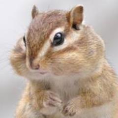 RRRをご存知して以来、インドに生きる気力をもらってます。インド映画全般好きですが、ジャガパディ・バブさんが大好きで推し活してます。2024年に「みんなのテルグ語勉強会」「第8回はじめての王国ツアー」参加予定。いつかインドの仕事がしたいライター兼社労士。