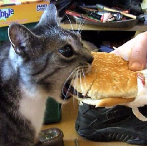 salutchien's profile picture. Breaker 1-9, d'ya copy?