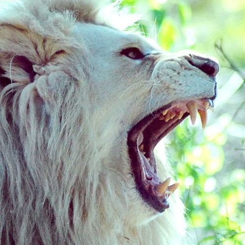 Roaring's profile picture. the white lion (hear me roar)