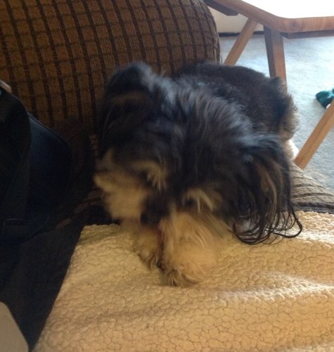 TasmanianYorkie's profile picture. Bella is one of the few Tasmanian Yorkies known to exist.  Her personality is that of the standard Yorkshire Terrier until something sets her off and then TAZ