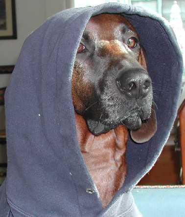 BlueDog696's profile picture. 