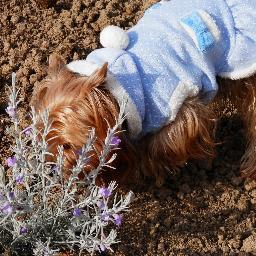 7年以上かけて雑草だらけの土地を開拓し、多種の花、樹、果樹、ハーブを植え賑やかでほっとするナチュラルガーデンへと生まれ変わりました☆YouTubeでも公開していますのでみなさんに楽しんでもられるとうれしいです☆